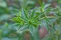 کولانترو یا گشنیز مکزیکی